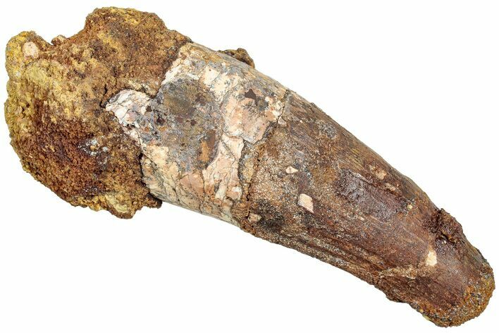 Fossil Spinosaurus Tooth - Real Dinosaur Tooth #238026